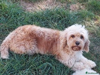 Cavachon dogs 6 beautiful cavachon puppies for sale - Advert 1