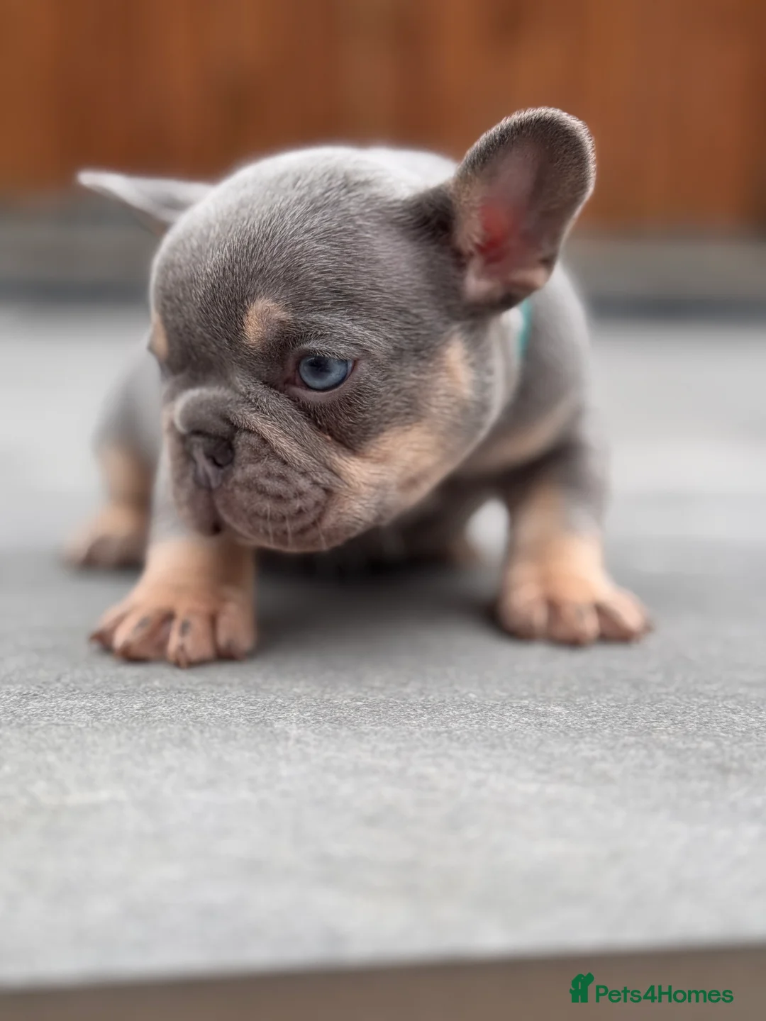French Bulldog dogs for stud: L4 FLUFFY STUD - LILAC & TAN in Consett - Advert 12
