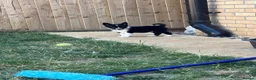 Border Collie dogs for sale: 2 Beautiful collies left ready to leave - Advert 20