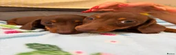 Miniature Dachshund dogs for sale: True miniature dachshund puppies  in Ingatestone - Advert 16