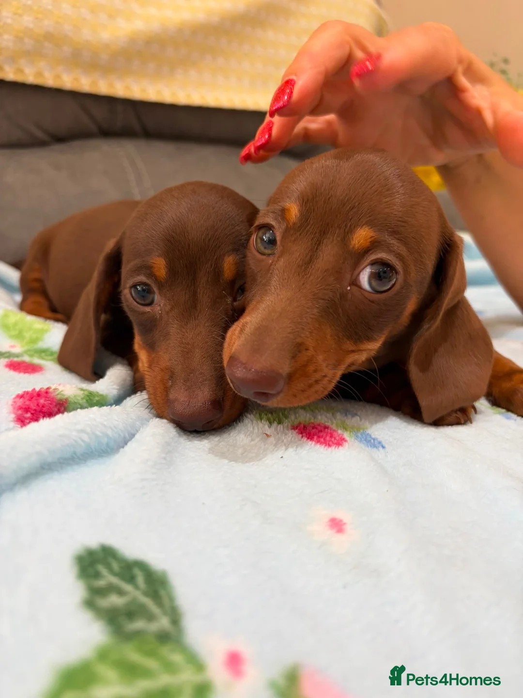 Miniature Dachshund dogs for sale: True miniature dachshund puppies  in Ingatestone - Advert 16