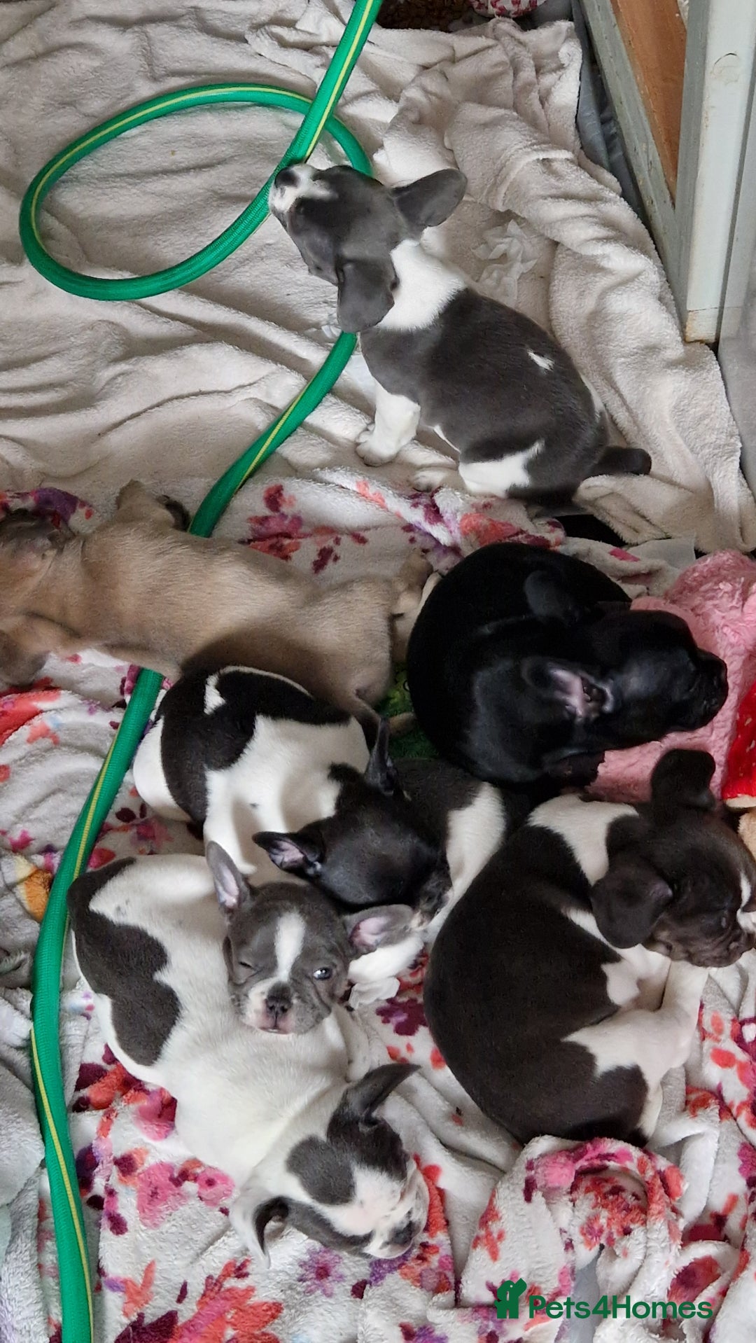 Mixed Breed dogs for sale: Fantastic 3/4 French bulldog and a 1/4 jack puppy - Image 4