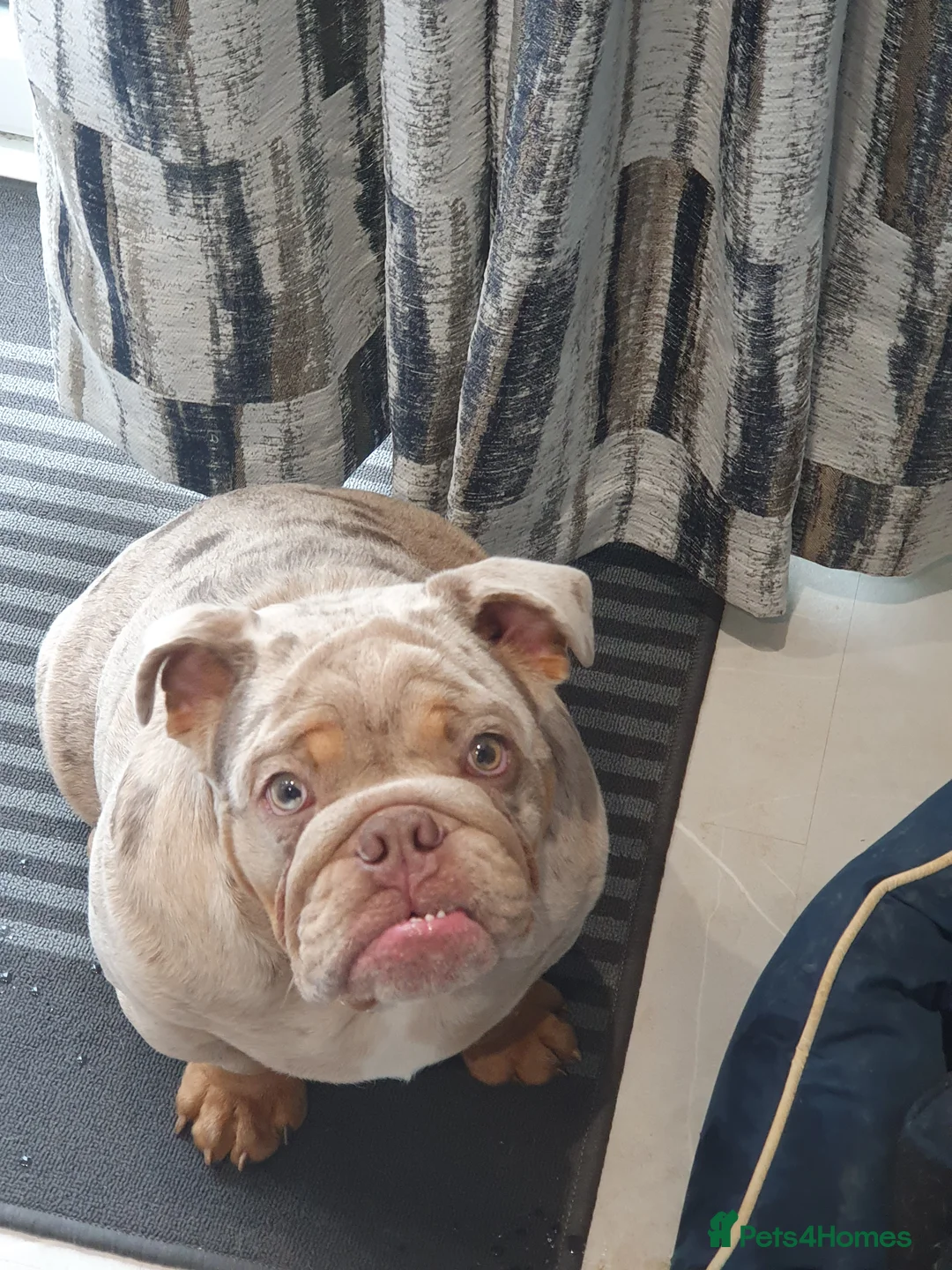 English Bulldog dogs for sale: Lilac merle - Advert 1