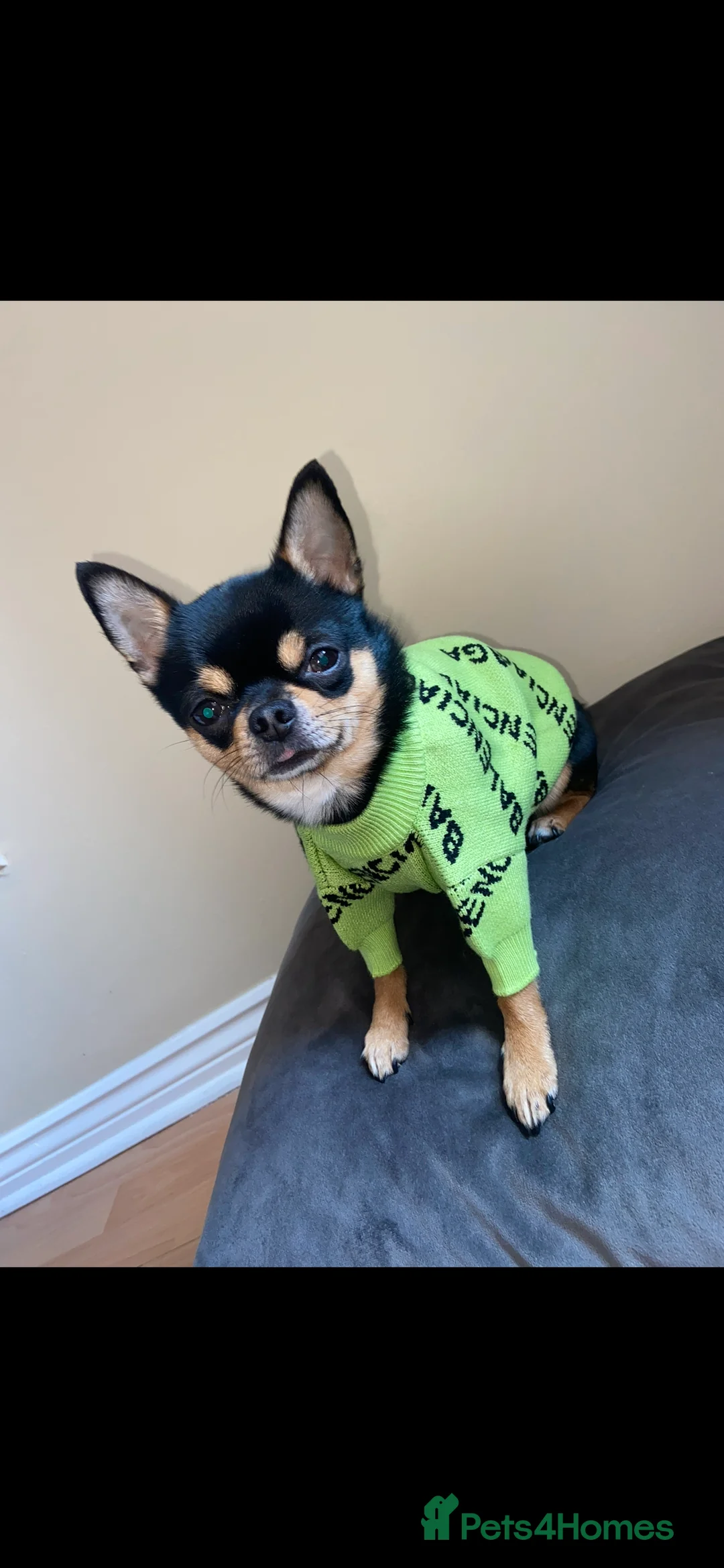 Chihuahua dogs for stud: Tri colour chi - Proven stud in Middlesbrough - Advert 8