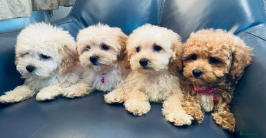 Maltipoo dogs - Advert 9