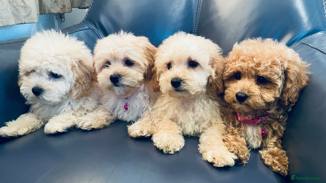 Maltipoo dogs for sale: Stuning Maltipoo Puppies Ready To Go - Image 2