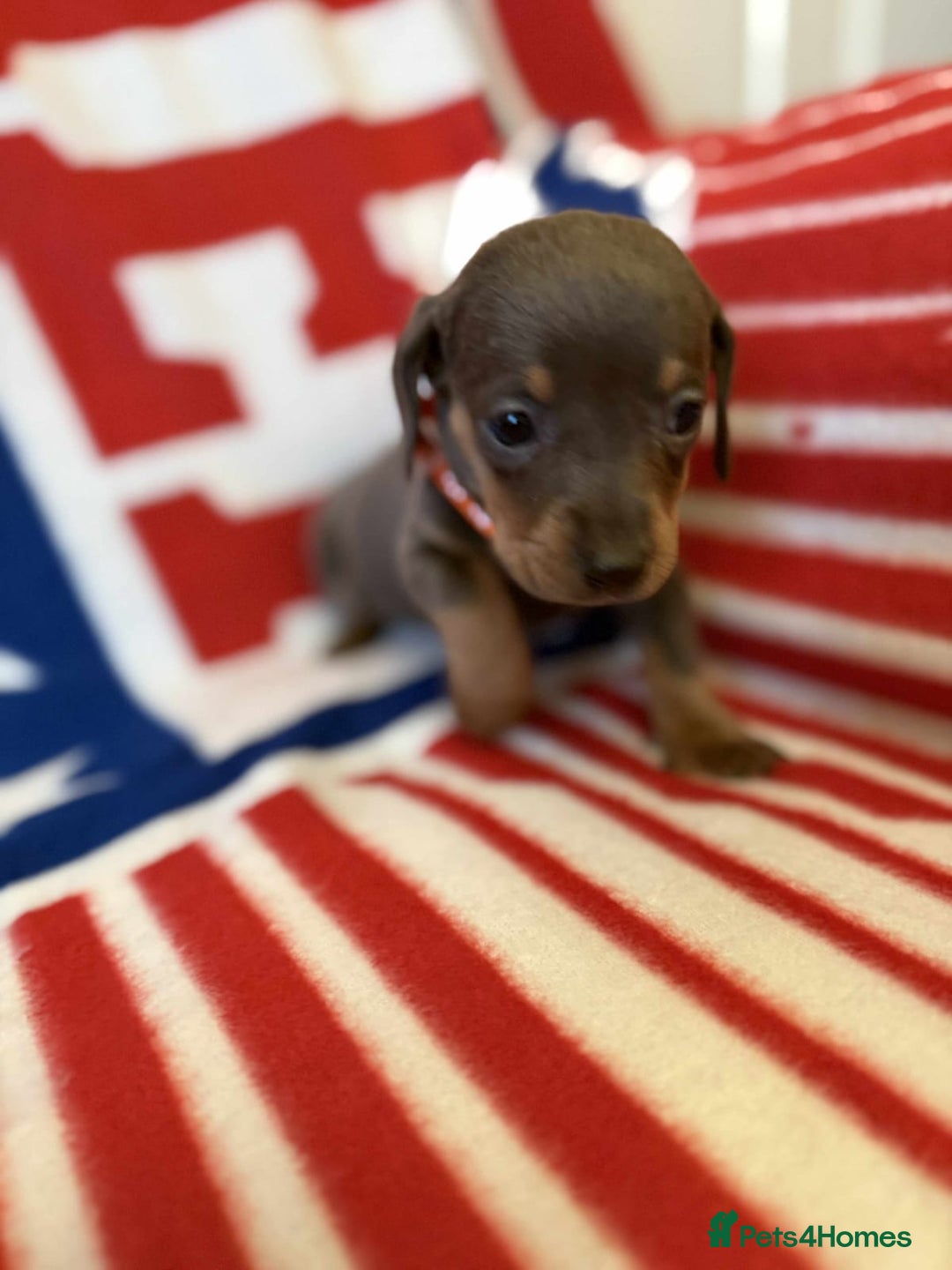 Dachshund dogs for sale: Beautiful Dachshund puppies - Advert 6