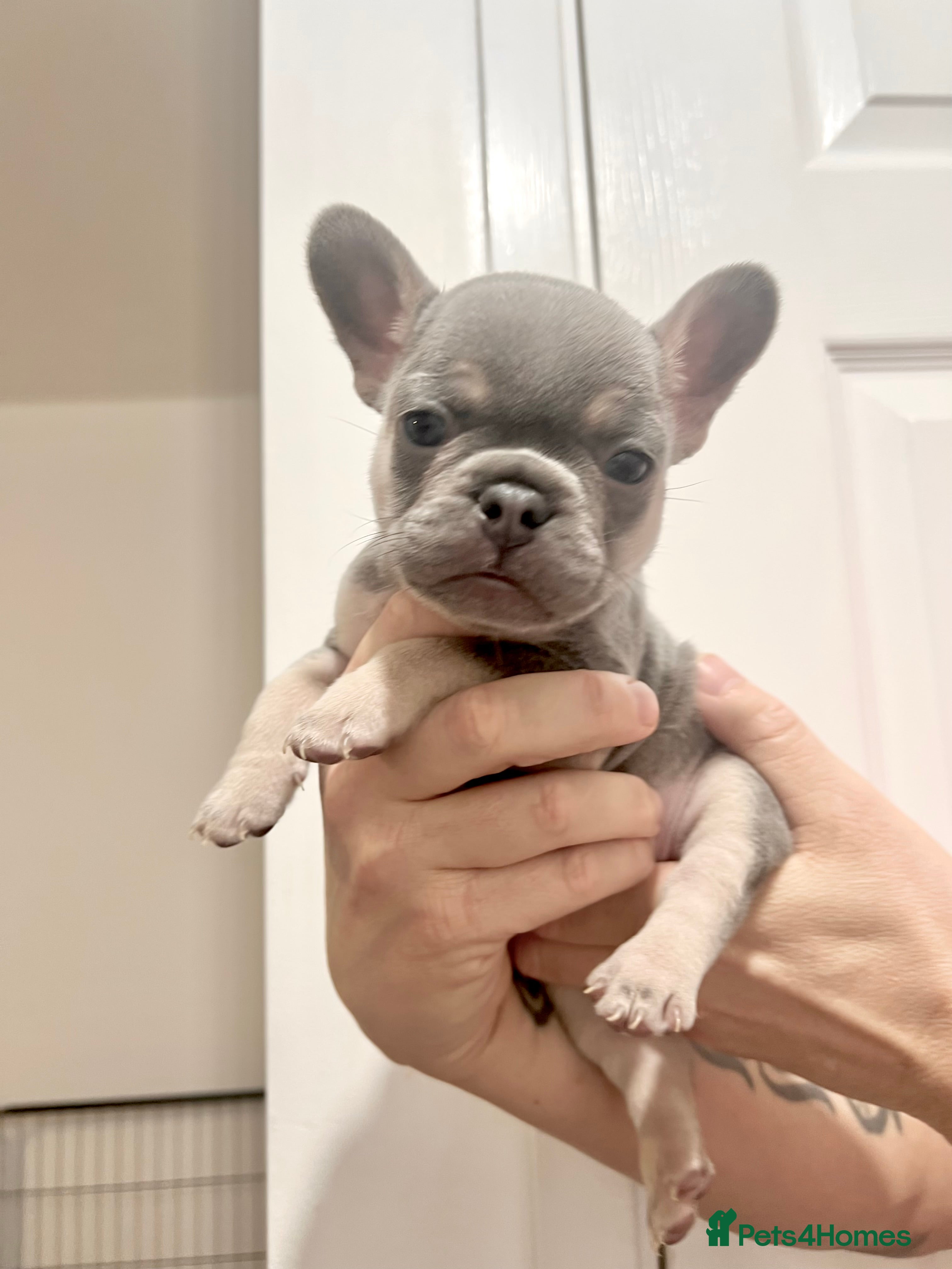 French Bulldog dogs Lilac tan French bulldog puppies  - Advert 8