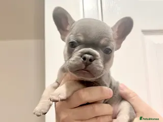 French Bulldog dogs Lilac tan French bulldog puppies - Advert 4