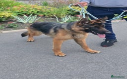 German Shepherd dogs for sale: Germany shepherd - Image 1