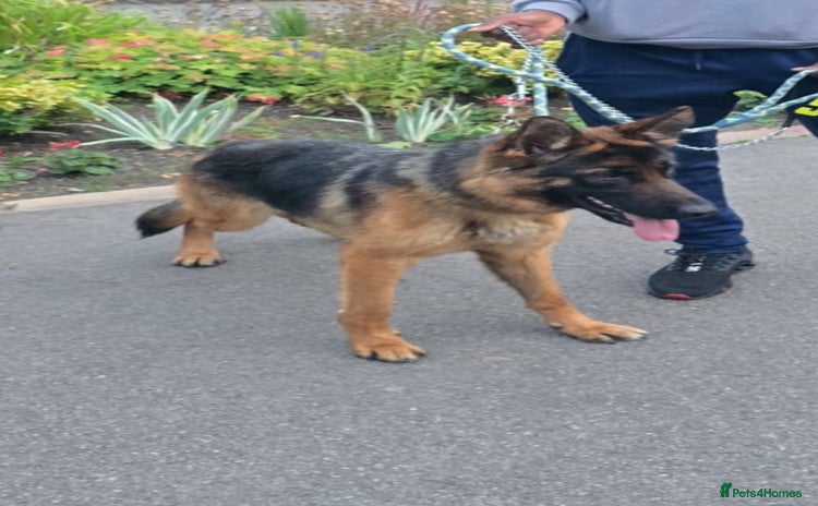 German Shepherd dogs - Advert 4