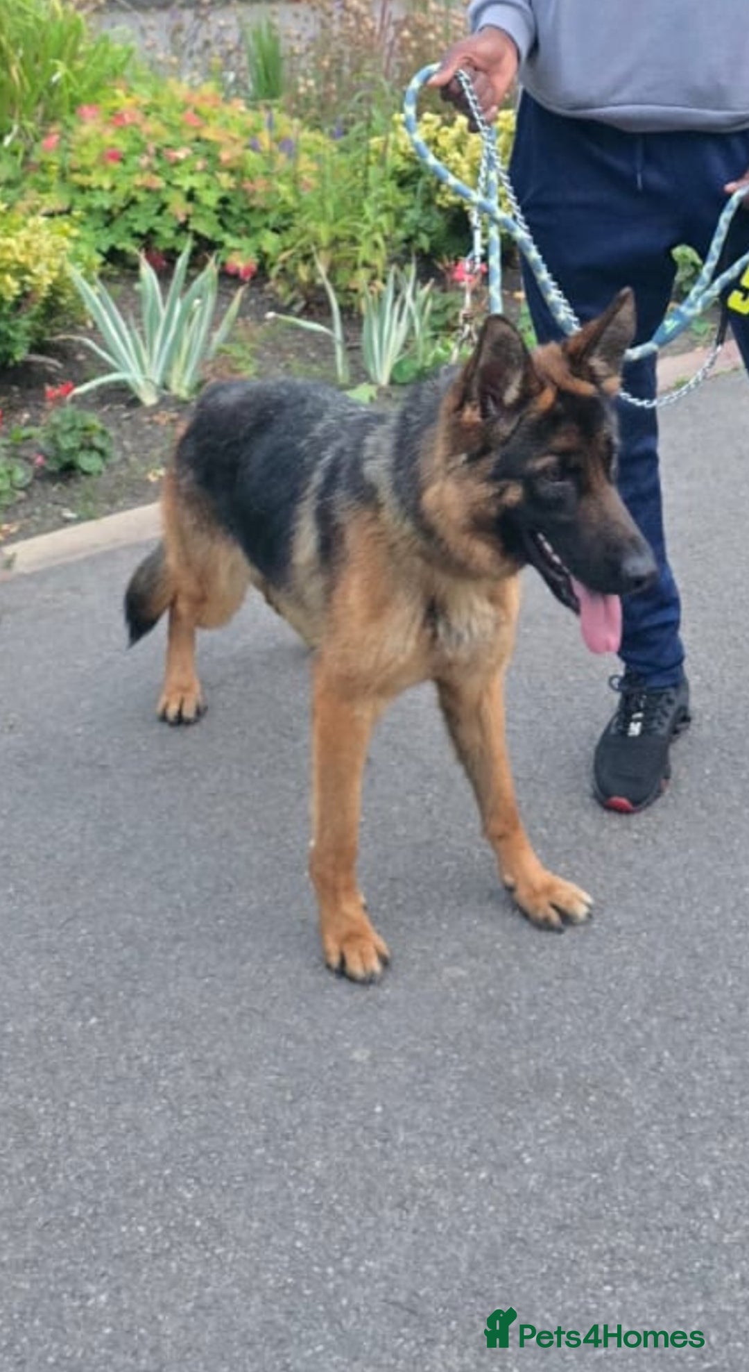 German Shepherd dogs for sale: Germany shepherd - Image 1