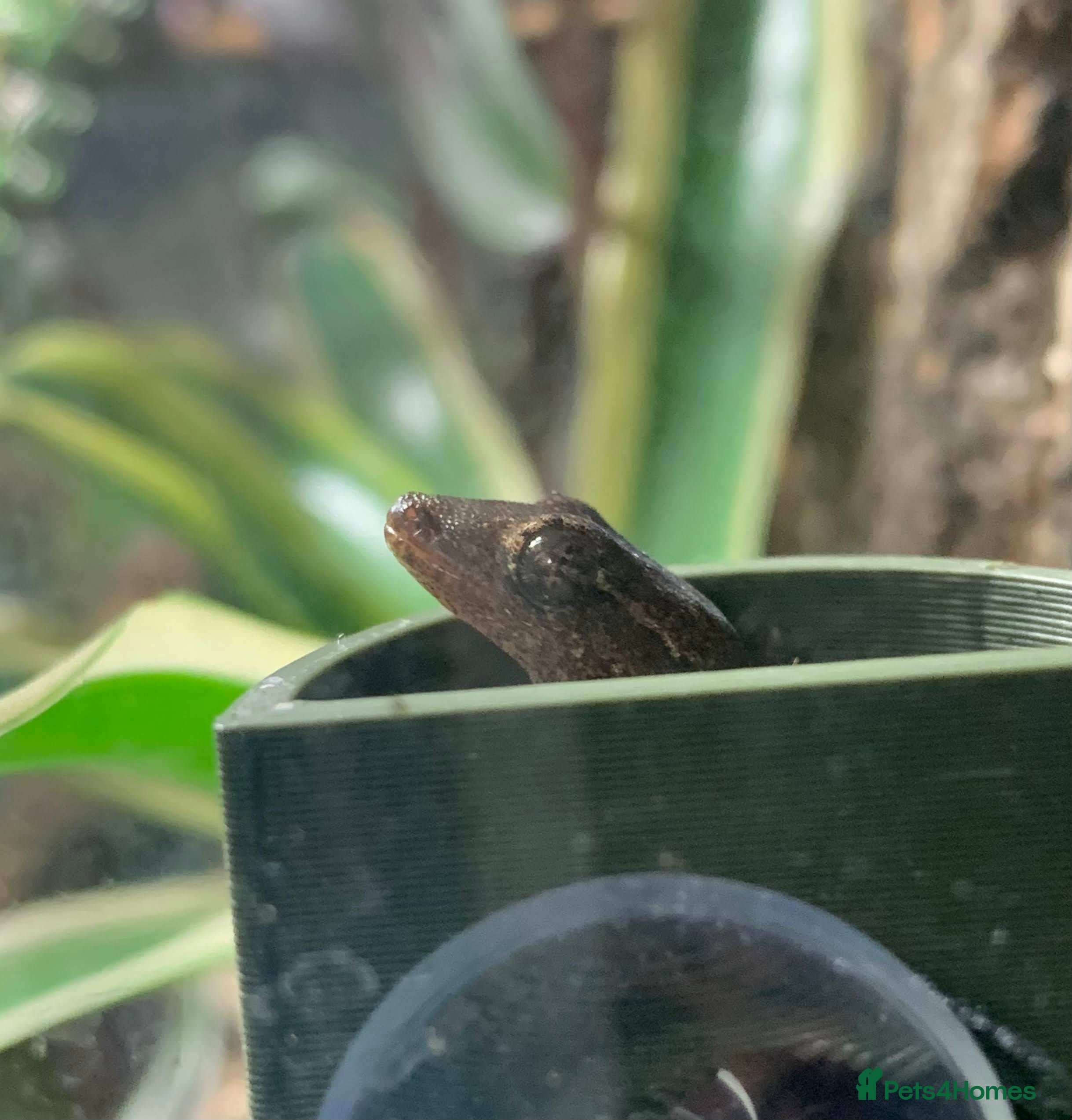 Gecko reptiles Mourning Geckos - Advert 1