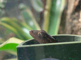 Gecko reptiles Mourning Geckos - Advert 1