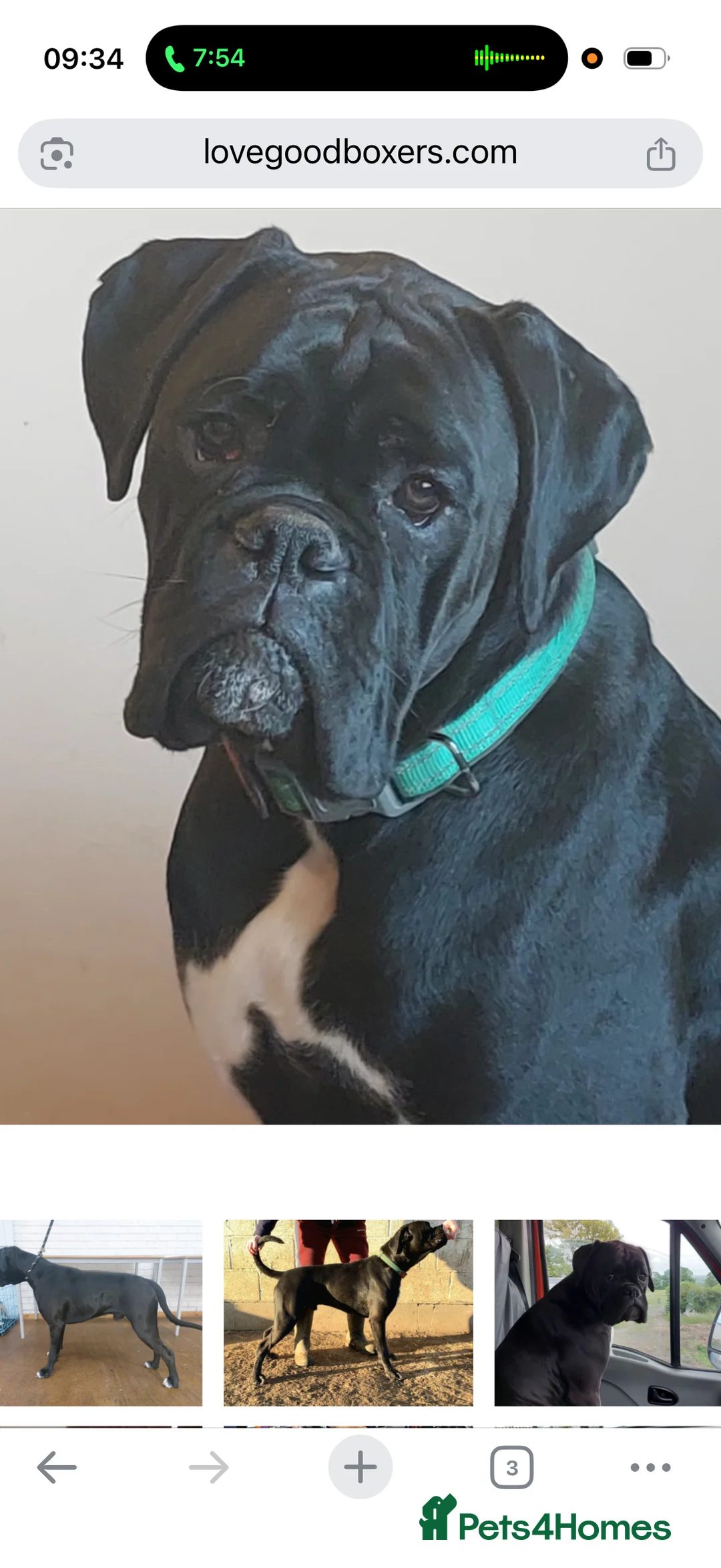 Boxer dogs for sale: Beautiful Boxer Puppies - Advert 19
