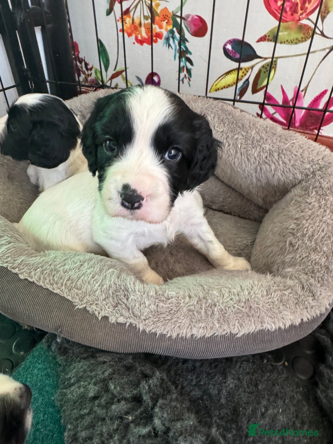 Sprocker dogs for sale: White and Black Sprocker - Image 3