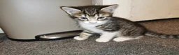 Mixed Breed cats for sale: For sale - Advert 12