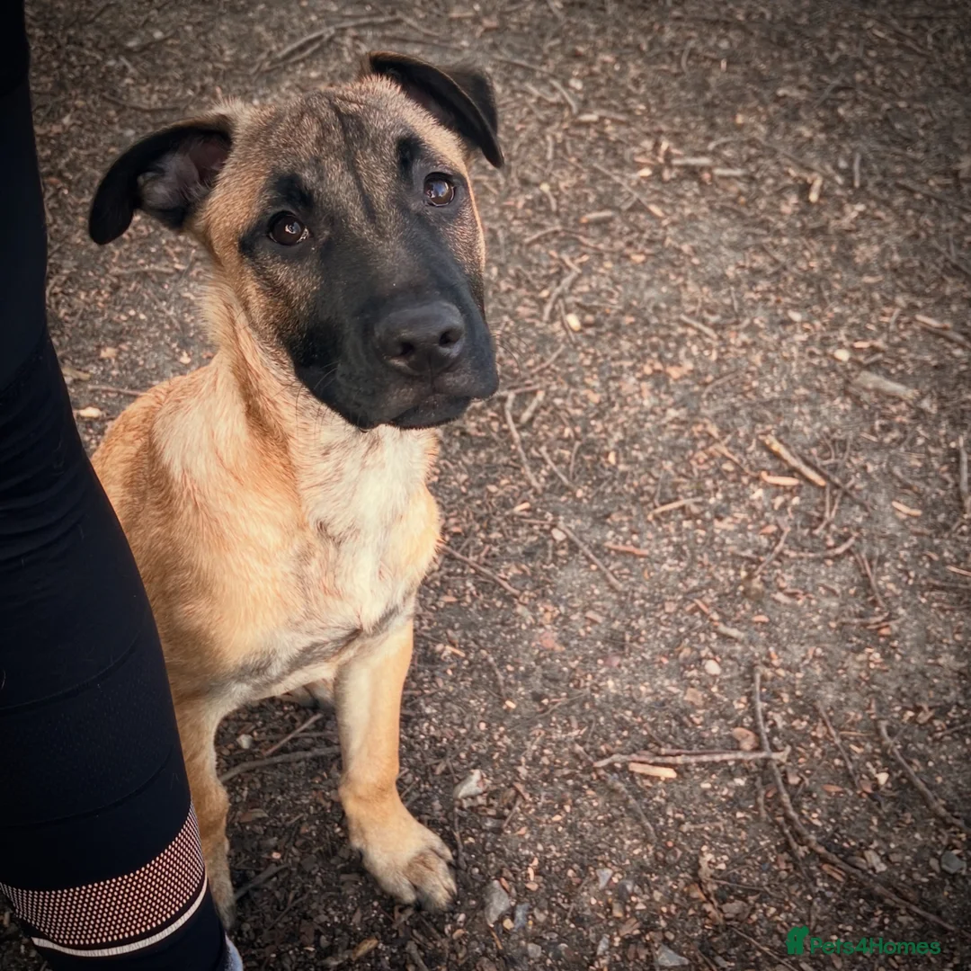 Mixed Breed dogs for sale: F2 Bullherder Puppy in Midhurst - Advert 2
