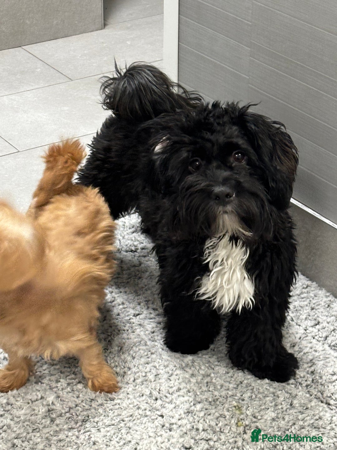 Shihpoo dogs for sale: Shihpoo  - Image 3
