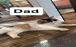 Mixed Breed cats for sale: Ragdoll & Siberian kittens - Image 8