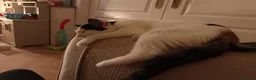 Mixed Breed cats for sale: Kittens ready for forever home  - Advert 2