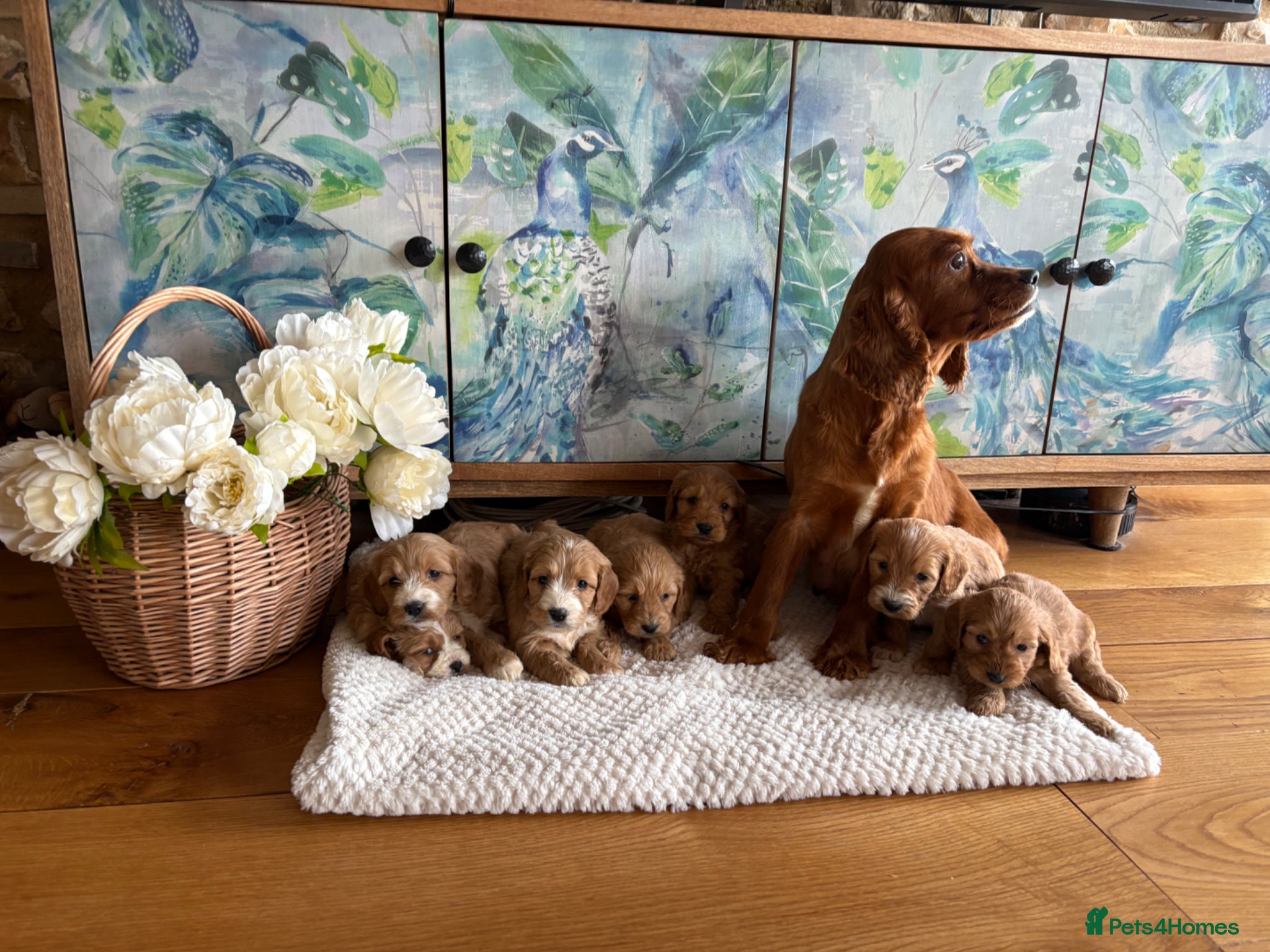 Cockapoo dogs Cockapoo F1 show type pups, PRIZEWINNING LINES  - Advert 2