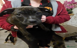 Mixed Breed dogs for sale: Female Staffordshire bull terrier puppy - Image 10