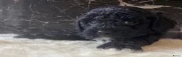 Shihpoo dogs for sale: Rare PRA clear health tested Shihpoo x Puppies  - Advert 27