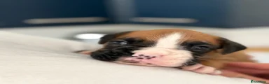 Boxer Puppy 3