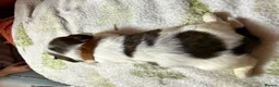 Shih Tzu dogs for sale: Shih Tzu puppies - Advert 8