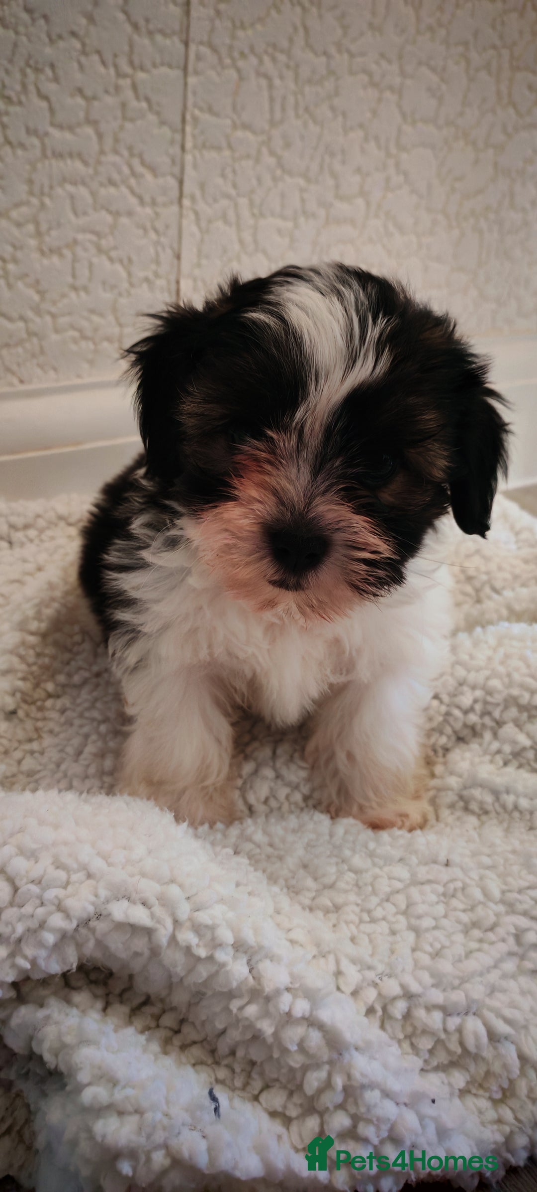 Shih Tzu dogs for sale: Beautiful full breed fluffy Shih Tzu boy  - Advert 2