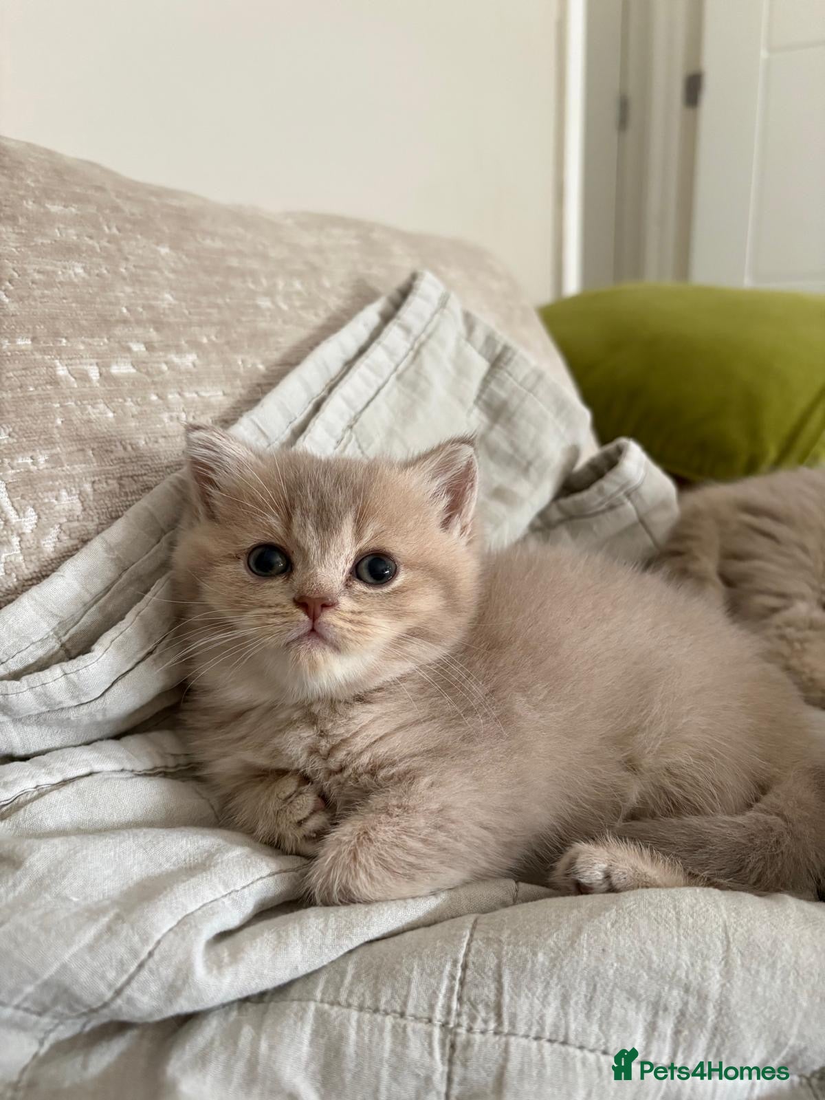 British Shorthair cats Chunky beautiful British short hair kittens  - Advert 2
