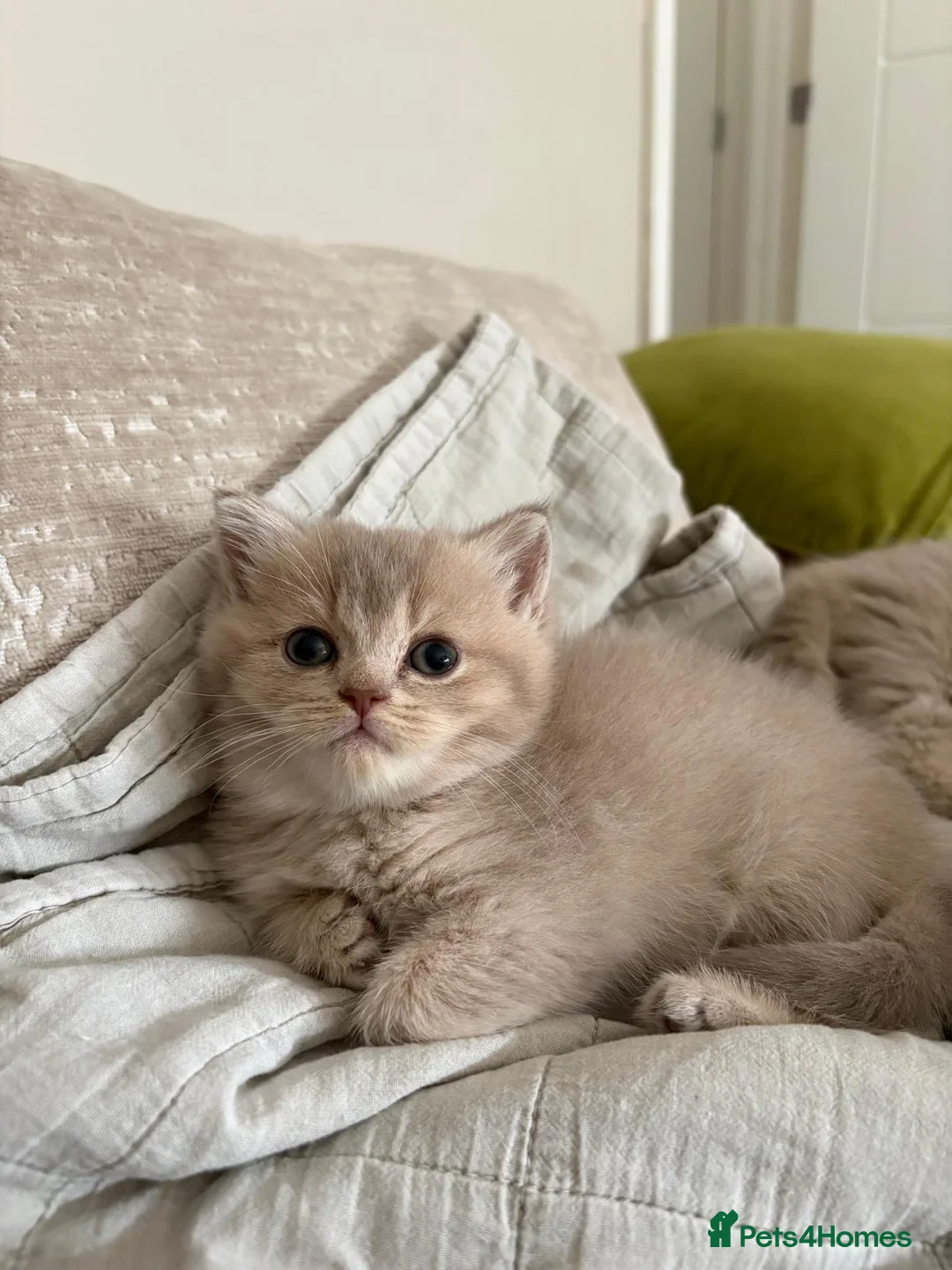 British Shorthair cats for sale: Chunky beautiful British short hair kittens  - Advert 2