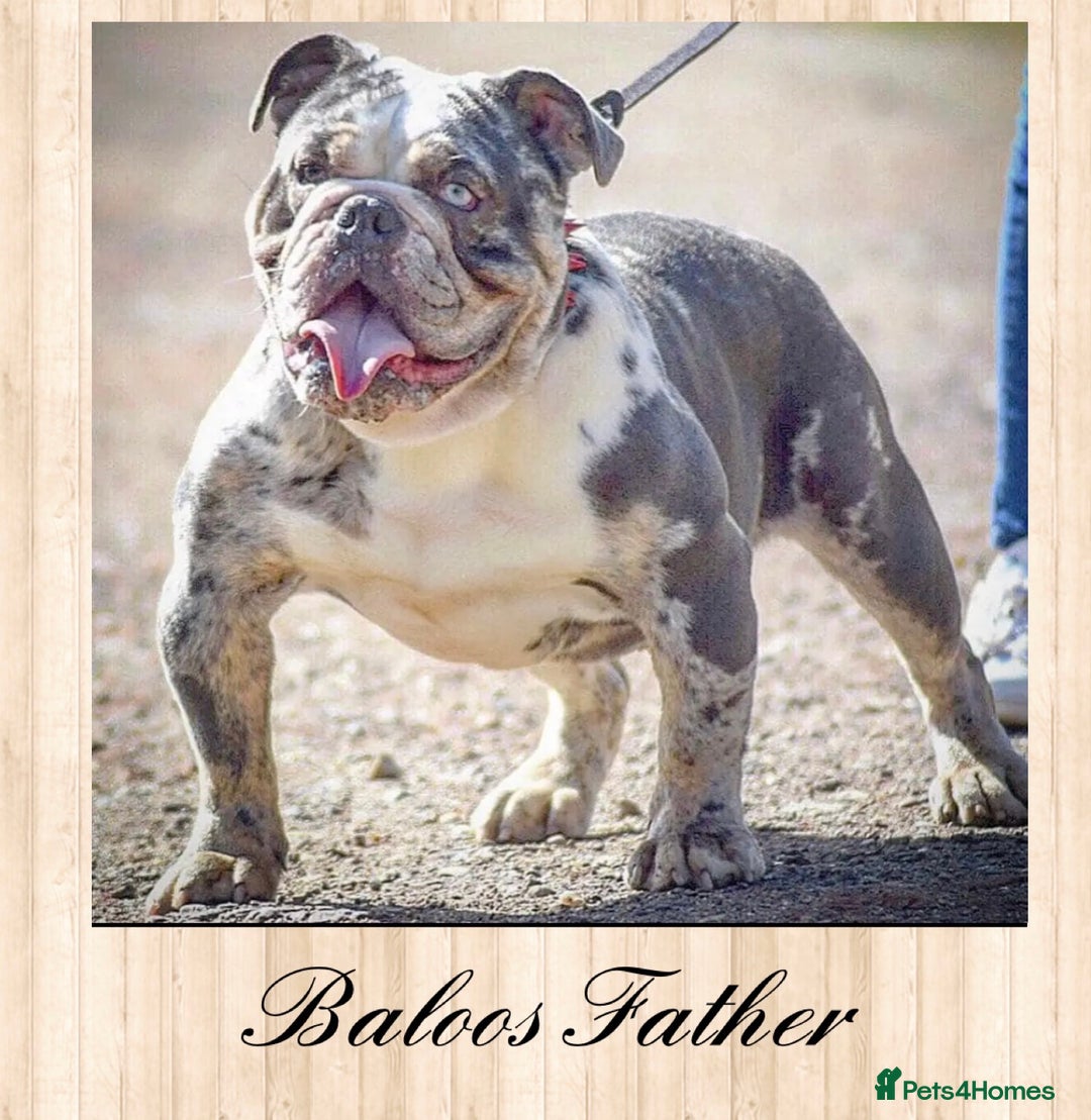 Olde English Bulldogge dogs for stud: BLUE MERLE OEB FOR STUD  in Leeds - Image 10