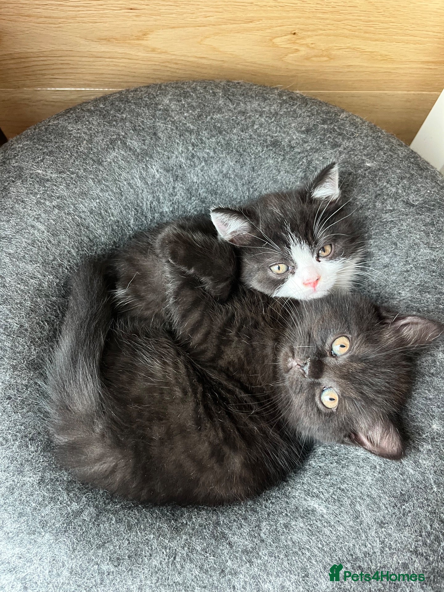 British Shorthair cats BSH Kittens -REDUCED- READY TO LEAVE - Advert 2