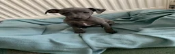 Italian Greyhound dogs for sale: KC italian greyhound puppie for sale  - Advert 10