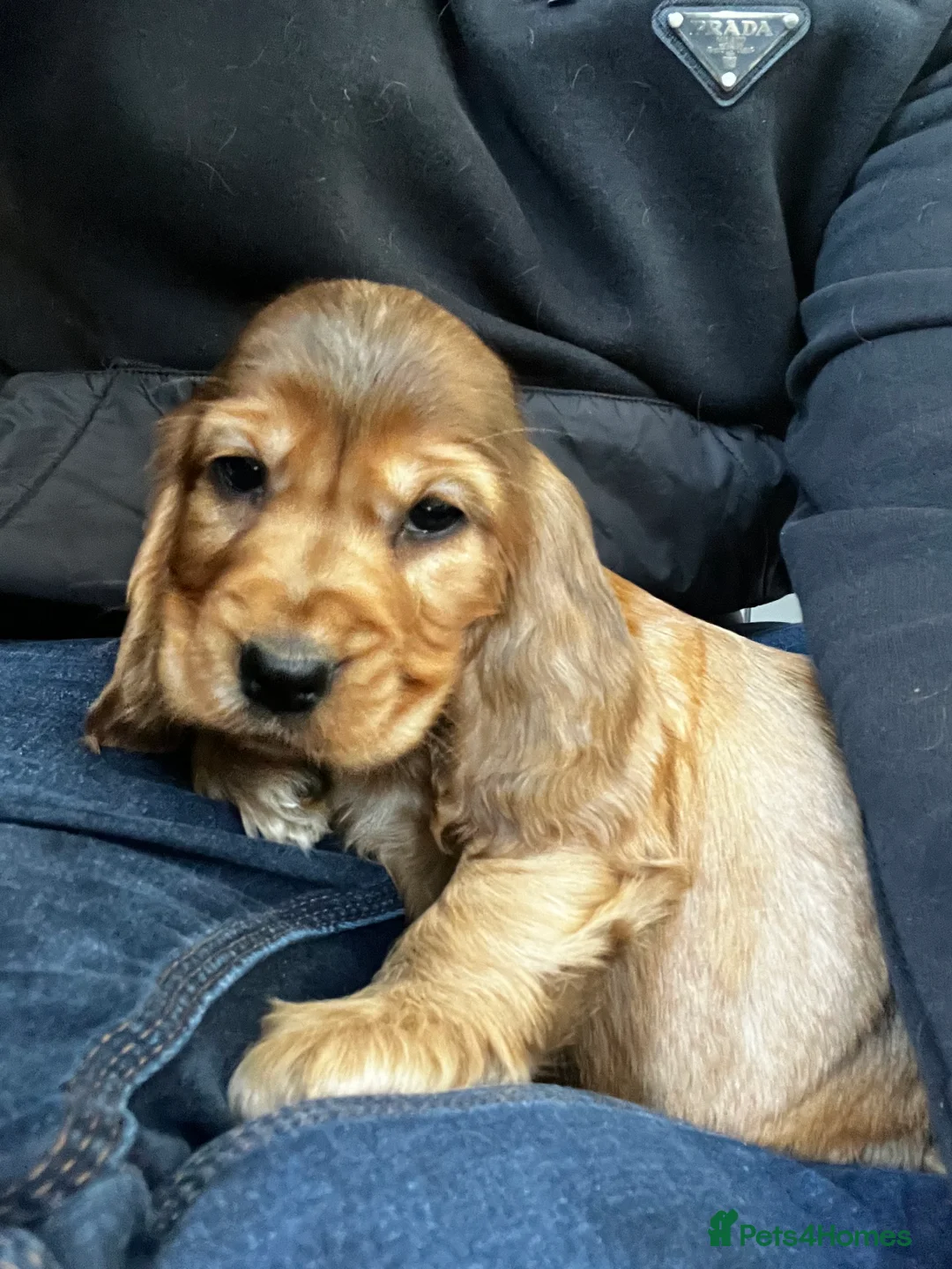 Cocker Spaniel dogs for sale: Show type Cocker spaniel puppies  - Advert 13