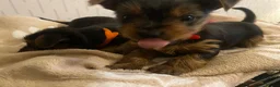 Yorkshire Terrier dogs for sale: 3 female Yorkies.Dad KC registered,Mum pedigree - Advert 18
