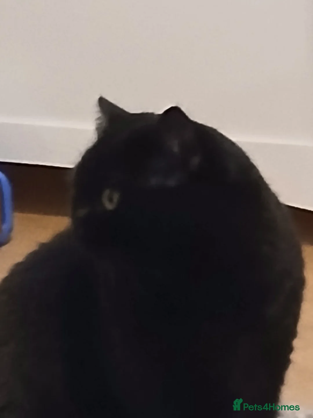 British Shorthair cats for sale: Black active girl,cinnamon carrier - Advert 4