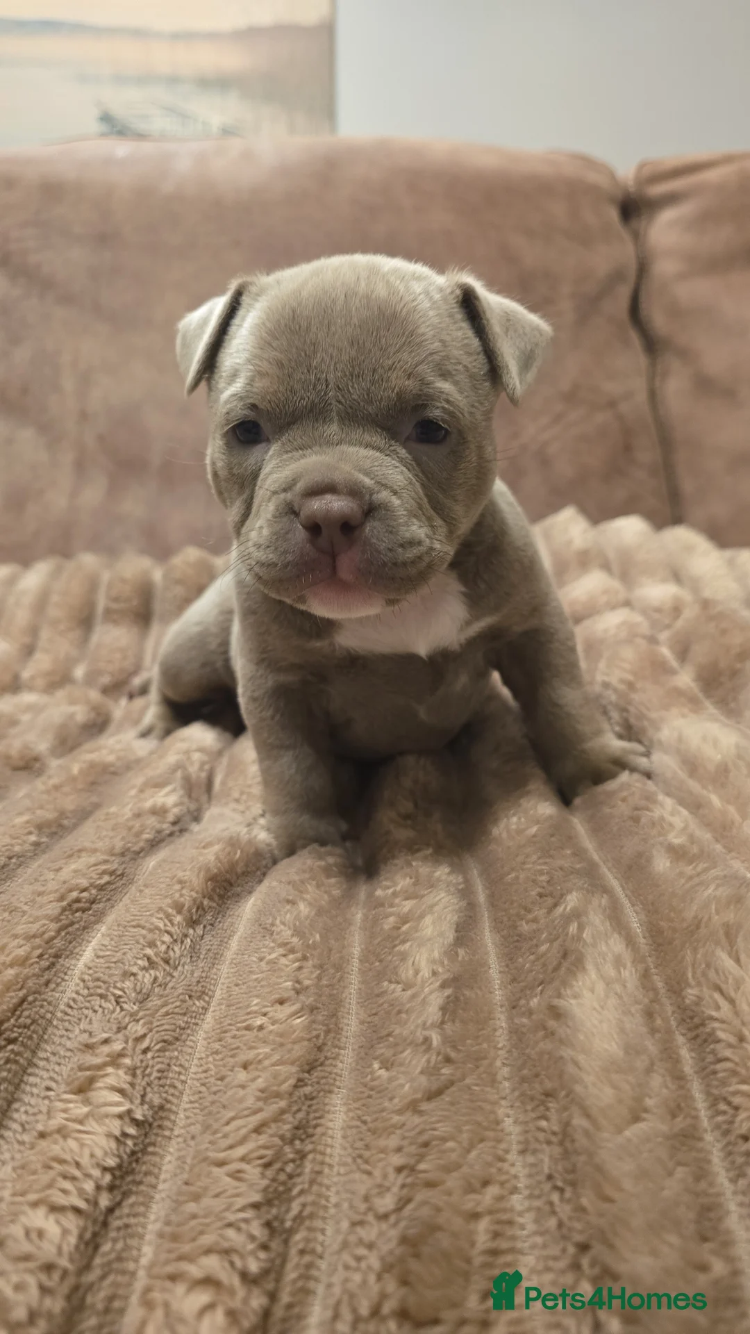 American Bully dogs for sale: 2 American pocket bully females  - Advert 1