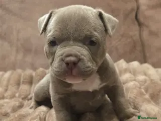 American Bully dogs 2 American pocket bully females - Advert 17