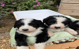 Bernedoodle dogs for sale: Bernadoodle 4 male home bred puppies  - Image 31