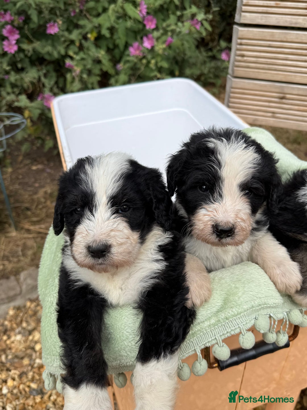 Bernedoodle dogs for sale: Bernadoodle 4 male home bred puppies  - Image 31