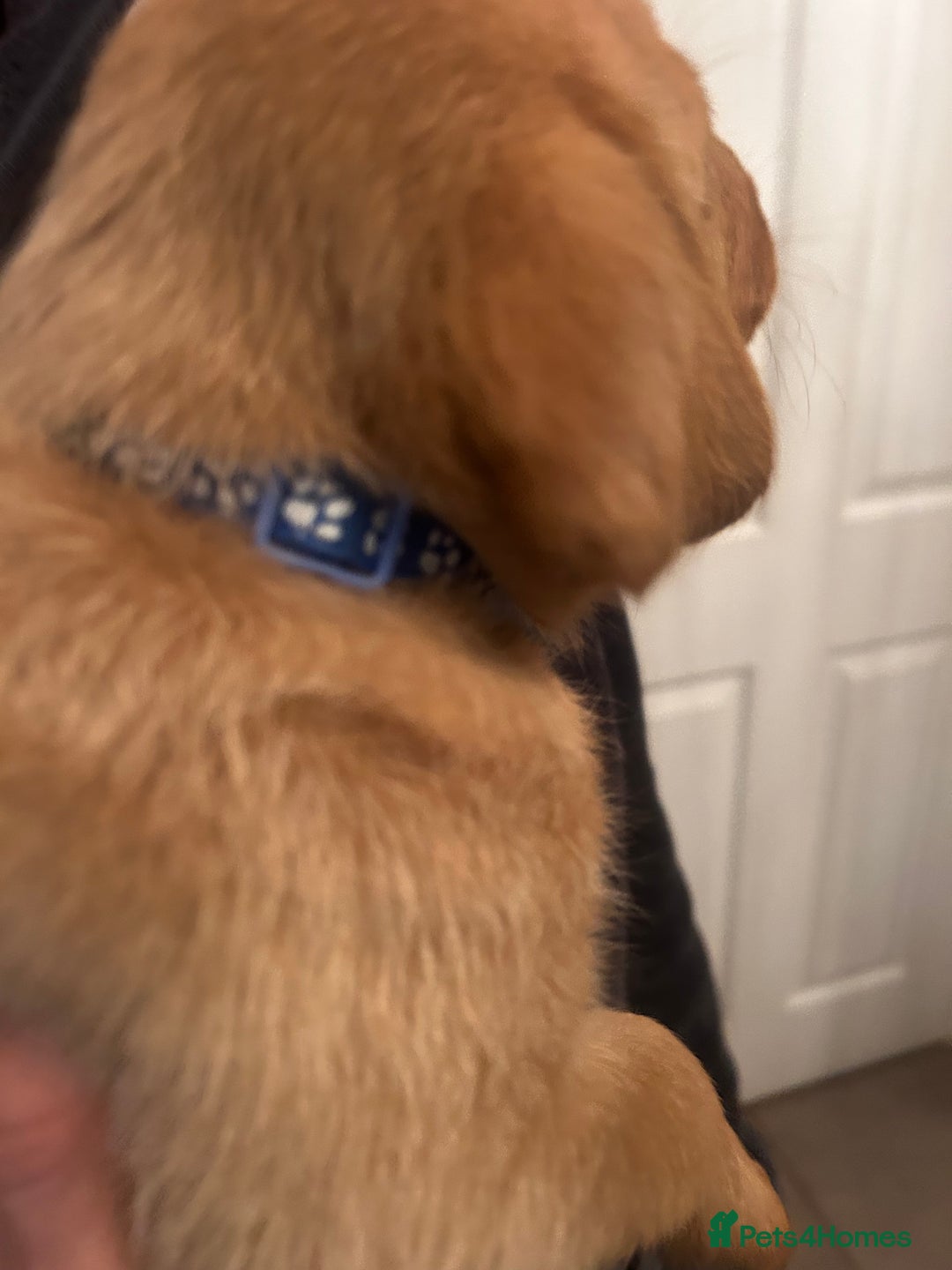 Labrador Retriever dogs for sale: Red fox Labrador puppies  - Advert 25