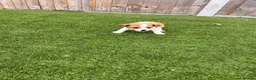 Jack Russell dogs for sale: 7 beautiful jack Russel puppies for sale - Advert 30