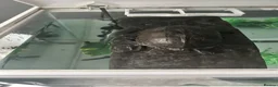 Turtle reptiles for sale: Common Musk Turtle in Clacton-on-Sea - Advert 4