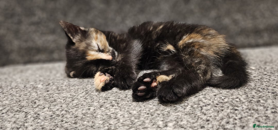 Domestic Shorthair cats for sale: 6 Kittens for sale 😻 - Image 4