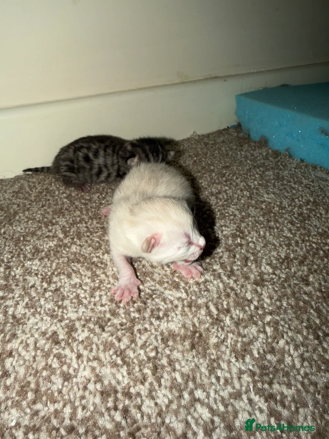 Bengal cats for sale: Bengal kittens  - Advert 2