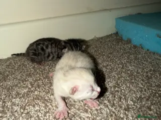 Bengal cats Bengal kittens - Advert 5