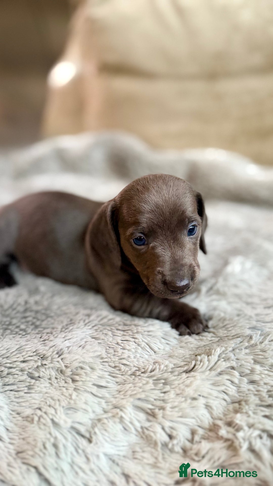 Miniature Dachshund dogs for sale: Rare colour KC registered mini dachshund puppies  - Advert 16